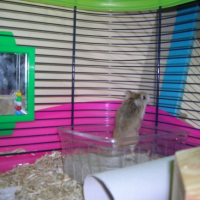 Photo #206261 de Chikadou