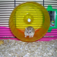 Photo #206262 de Chikadou