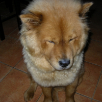 Chamalow