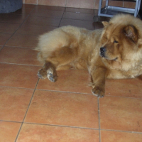 Chamalow