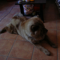 Chamalow