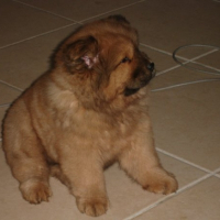 Chamalow
