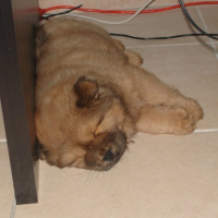 Photo #206279 de Chamalow