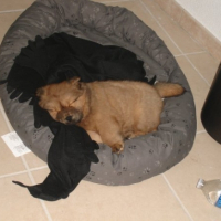 Photo #206281 de Chamalow