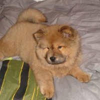 Photo #206282 de Chamalow