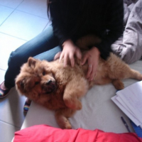 Photo #206284 de Chamalow