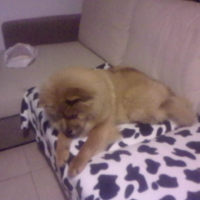 Photo #206286 de Chamalow