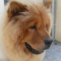 Photo #206291 de Chamalow