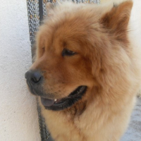 Photo #206292 de Chamalow