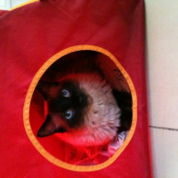 Photo #206321 de Alonzo