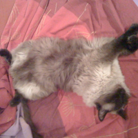 Photo #206330 de Alonzo