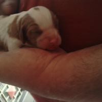 Photo #206332 de Eloem