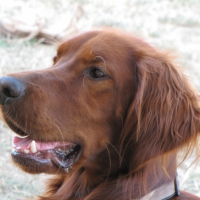 Photo #206343 de Dzeus