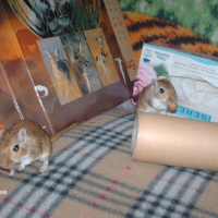 Lili et Bijoux
