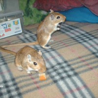 Lili et Bijoux