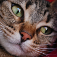 Photo #206387 de Llinga
