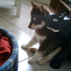 Conan_bb