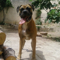 Photo #206409 de Lola