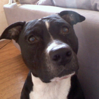 Photo #206420 de Ulysse