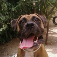 Photo #206425 de Lola