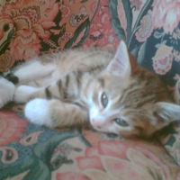 Photo #206437 de Mystie