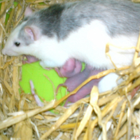 Photo #206523 de Grisette