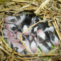 Photo #206528 de Grisette
