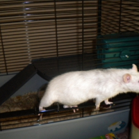 Photo #206547 de Grisette