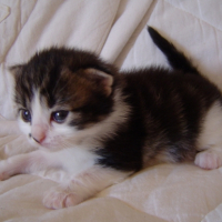 Photo #206556 de Peluche