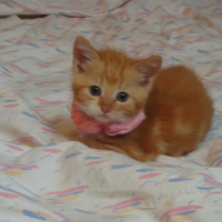Photo #206562 de Pepette