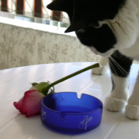 Photo #206578 de Pompon
