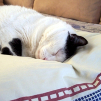 Photo #206579 de Pompon
