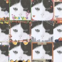 Photo #206580 de Pompon