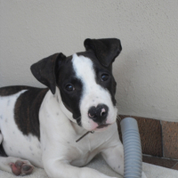 Photo #206625 de Packo