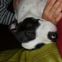 Photo #206628 de Packo