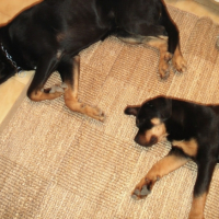 Photo #206632 de Sultant