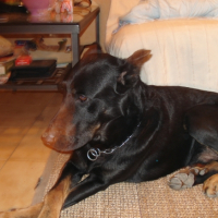 Photo #206633 de Sultant