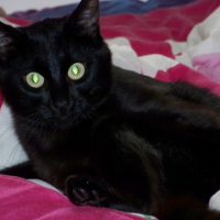 Photo #206662 de Cokin