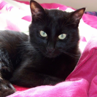 Photo #206663 de Cokin