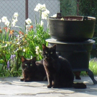 Photo #206683 de Minette