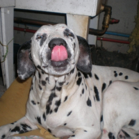 Photo #206713 de Anis