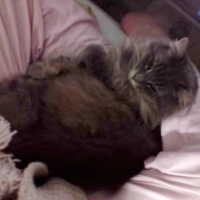 Photo #206767 de Voyoue