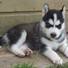 1 mois