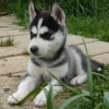 1 mois et demi
