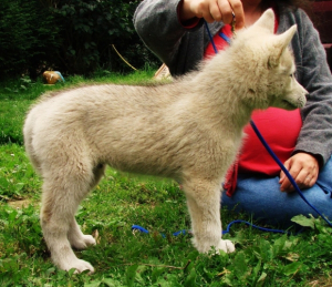 chinook à 10 semaines en apprentissage du statique - Husky Sibérien