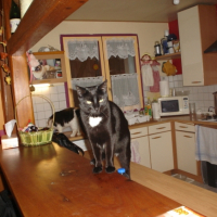 Photo #206869 de Bandit