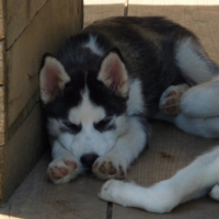 Photo #206879 de Eclair of dogo paradise