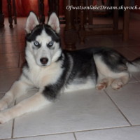 Photo #206883 de Eclair of dogo paradise