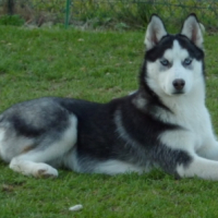 Photo #206886 de Eclair of dogo paradise