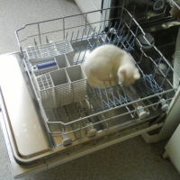 j'adore faire la vaisselle